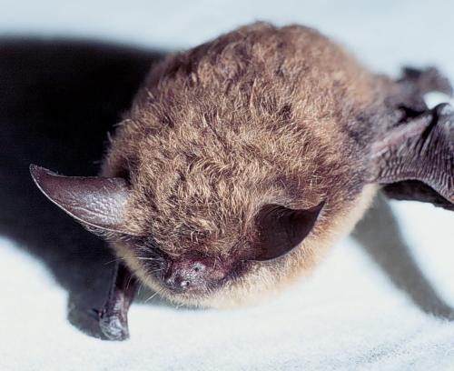 little_brown_bat2.jpg