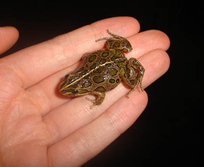 Frog!