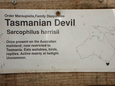 Where do Tasmanian devils live?