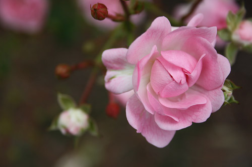 Pink Rose Pink Rose