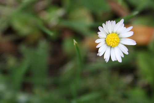 Little Daisy Little Daisy