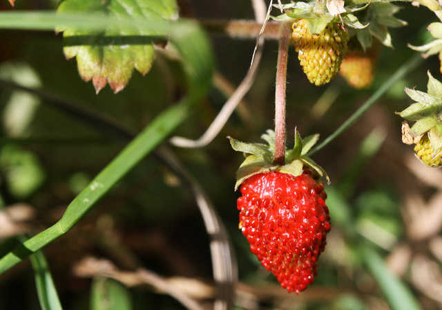 Alpine strawberries
