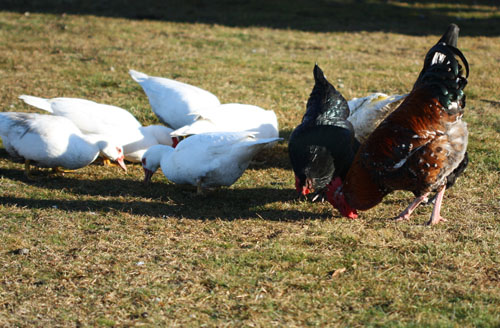 Rooster, chooks and ducks having breakfast.