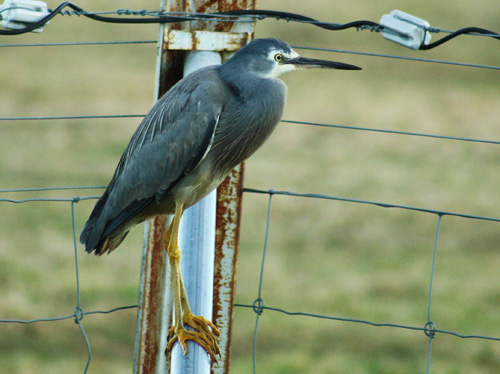 White faced heron sitting on part of the fence