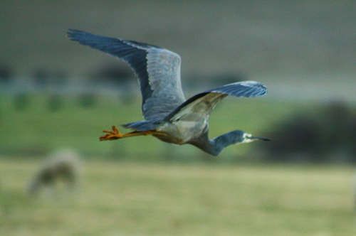White faced heron flying
