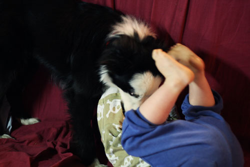 Border Collie and toddler 