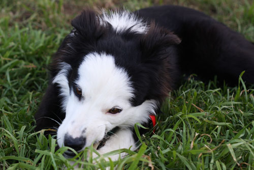 Border Collie