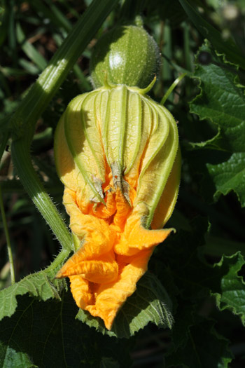 baby pumpkin with flower still attached