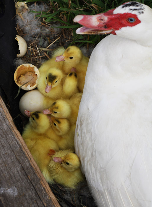 Ducklings Again This Time One Has A Love Heart 