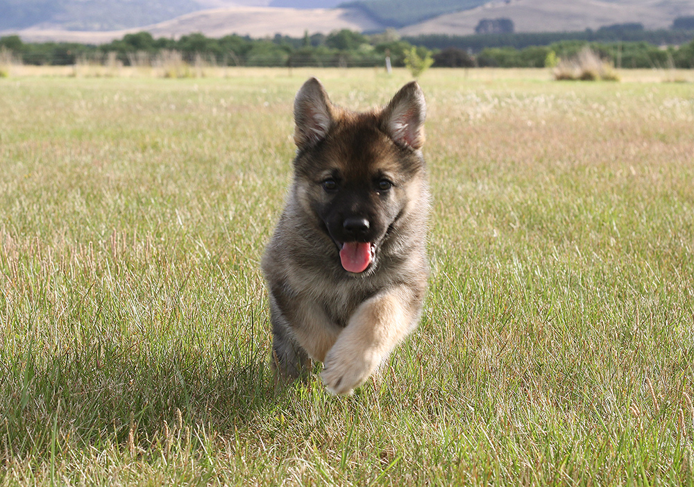 German Shepherd Pup running