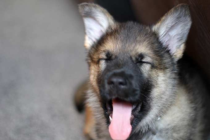 German Shepherd Puppy Yawning